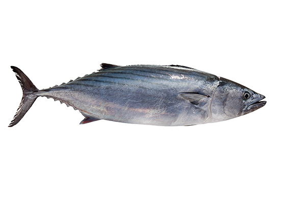 Bonito, el pescado azul que regula el nivel de colesterol