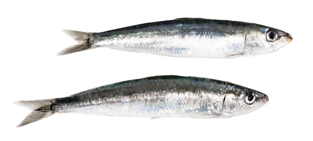 Explorant els secrets de la sardina: el tresor del mar al teu plat