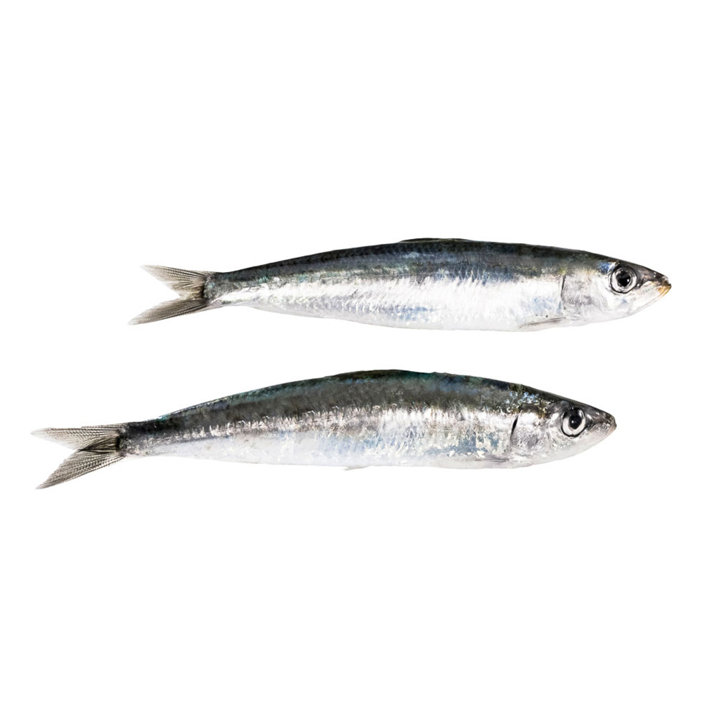Explorando los secretos de la sardina: el tesoro del mar en tu plato