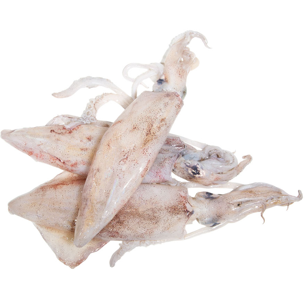 Squid: Flavor and quality guaranteed for your table